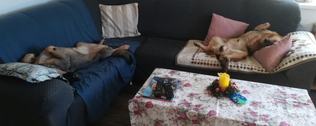 Dva ležící psi na gauči, vystavující břicho.