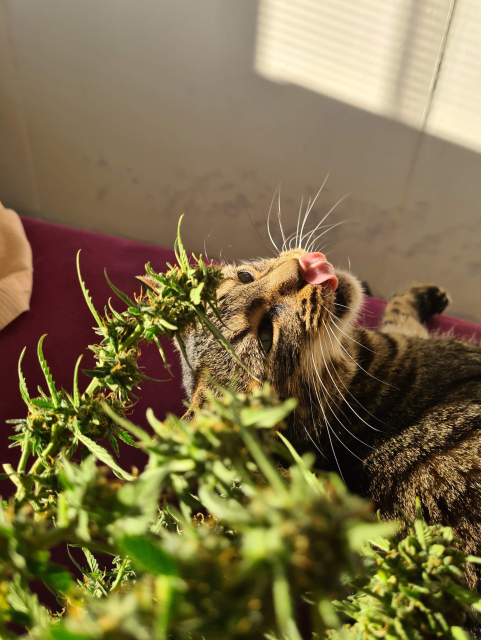 mnou držiaca rastlina konope so šiškami v popredí, v pozadí leží na posteli kocúr menom Kocúr a vyplazuje jazyk smerom k rastline

v pozadí biela omietnutá stena na ktorú vrhá tieň z okna cez žalúzie, tá stena je dole olýzaná mačkami haha