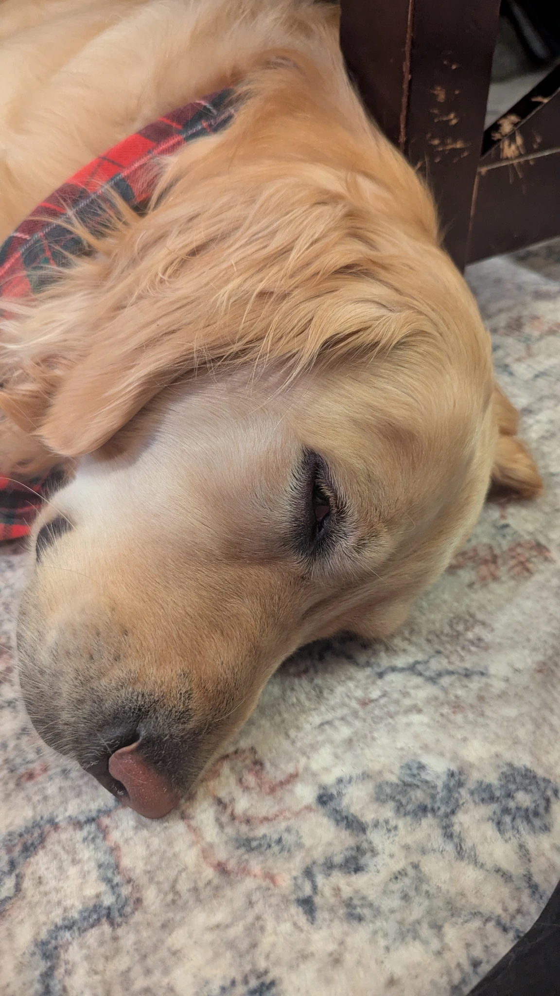 A close up of a dog. It is passed out.