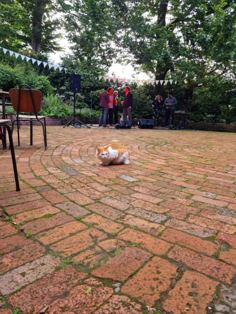 You're beholding either a cat or a furry dragon by the way it's crouched down in what I like to call the "chicken" or "loaf" pose on some mossy bricks in an outdoor courtyard that will soon be a dance floor with a lot of people doing some wonderfully dodgy "The Uncle and Auntie Who Give No Hoots Are At the Wedding" dancing. But that is neither here nor there at the moment for this cat is an orange and white monster. His size is not readily apparent in this picture because of perspective, but looking at this picture, please imagine a ridiculous number of people surrounding this cat to be making the pspsps noise while this cat looks at them with a small amount of kitty disdain. For this is a fluffy proximity cat who wishes his furry majesty to be admire from afar. Meanwhile the band are having a beer in the background, setting up their instruments and are generally loitering under big shady trees as dusk descends. 