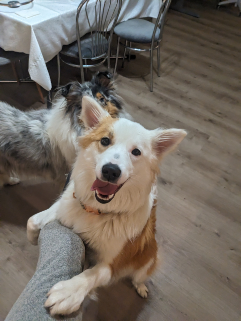 A red and white icelandic sheepdog on her hind legs, her front paws are digging into the pant legs of the photographer as she climbs up on him. Her expression is goofy with her triangular ears up and apart ans tongue hanging out. A blue merle collie is on the floor a bit further away, peeking at the situation from behind the icelandic that covers much of the frame. Behind them a dining table and the inside of a living room is visible