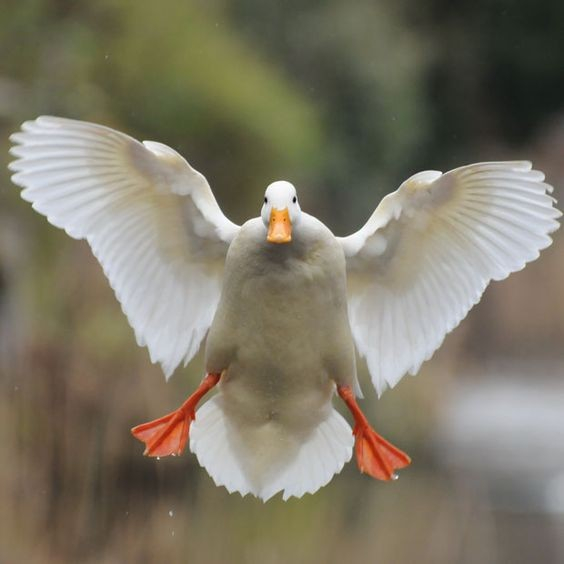 A random duck picture
