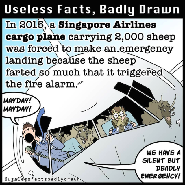 In 2015, a Singapore Airlines cargo plane carrying 2,000 sheep was forced to make an emergency landing because the sheep farted so much that it triggered the fire alarm.