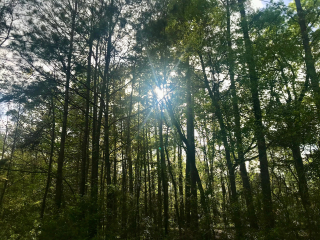 Sun through trees