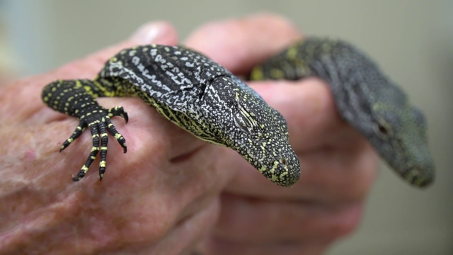 A picture of someone holding two crocodile monitor lizard babies. they are yellow and dark green colored.