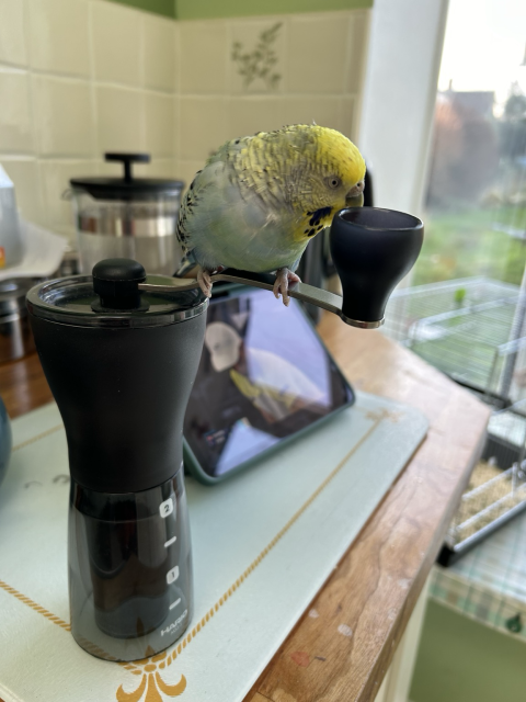 A blue and yellow budgie sits on the handle of a hand coffee grinder. In the background a screen show Vukic serving in the Australian Open