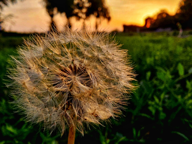 The photo captures a dandelion, a delicate plant that many consider a weed, with lightweight and fluffy seeds ready to be carried by the wind. It's in the foreground, with every slender filament of its spherical head gleaming in the sunset light. Each seed appears suspended, as if waiting for the right moment to take flight. In the background, the golden light of the sunset filters through the trees, casting soft shadows and creating an ethereal atmosphere. The entire landscape is bathed in warm orange light, with shades of pink and purple blending in the sky. You can almost sense the cool evening breeze and the subdued sound of nature preparing for the night. This image evokes a sense of tranquility, fleeting moments, and the beauty of nature in its purest and simplest form.