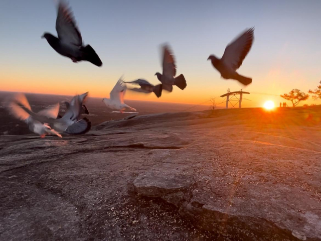 Top of the mountain at sunrise with my birds flying in front of me and the sun rising in the distance 