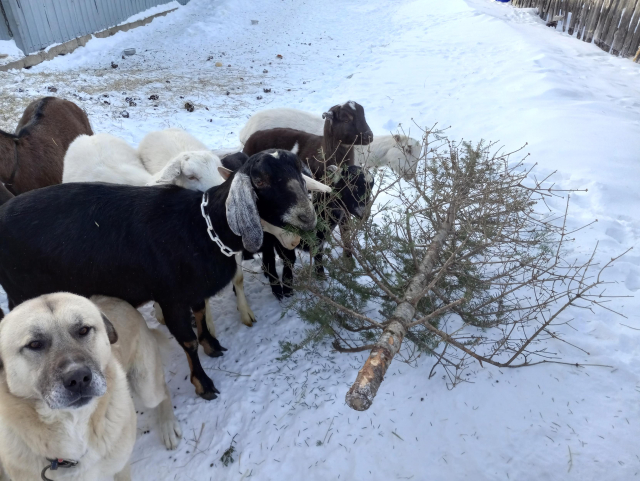 Several black, white, and brown goats all nibbling on an old Christmas tree that's laying down in the snow.  There's also a big yellowish dog looking right at the camera, perhaps looking slightly disappointed that he can't eat Christmas trees.