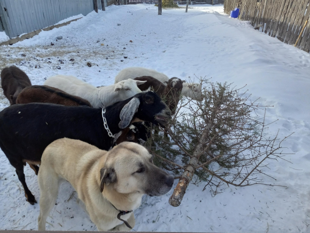 Several black, white, and brown goats all nibbling on an old Christmas tree that's laying down in the snow. The black goat in particular is really seriously nomming on it.  There's also a big yellowish dog looking slightly confused about why he doesn't also get a treat.