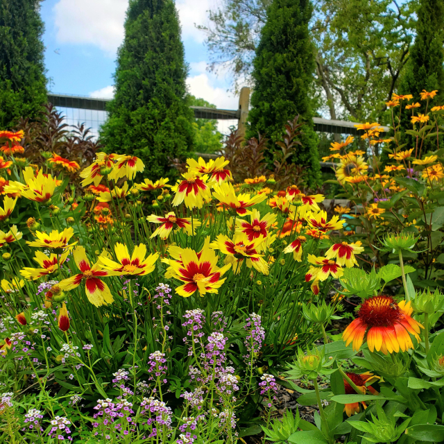 Purple alyssum, red and yellow Arizona blanket flowers, burning heart false sunflowers, and tickseed, with weigela and arborvitae. Other trees, a split rail fence, and a partly cloudy sky are also visible in the background. 