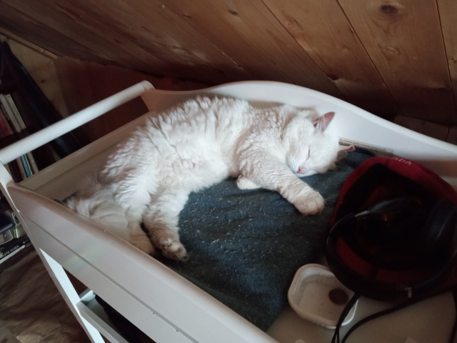 A white cat sleeps on a folded blanket on top of a table