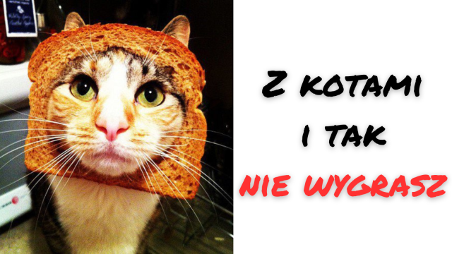 Kot z kromką na głowie i napis "Z kotami i tak nie wygrasz"