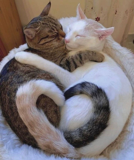 two cats cuddling with their tails rolled up looking like a heart