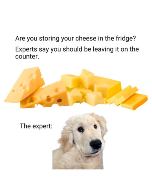 Are you storing your cheese in the fridge? Experts say you should be leaving it on the counter. (picture of some cheese)

The expert: (picture of a dog)