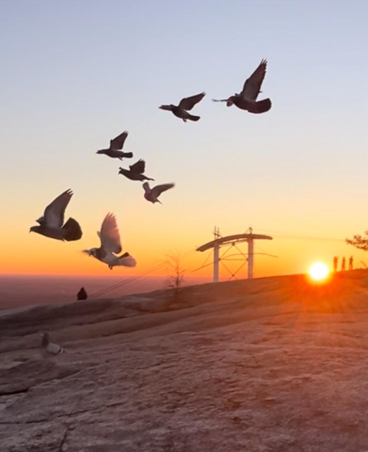 Top of the mountain at sunrise with my birds flying to me for breakfast and the sun rising behind them on the horizon 
