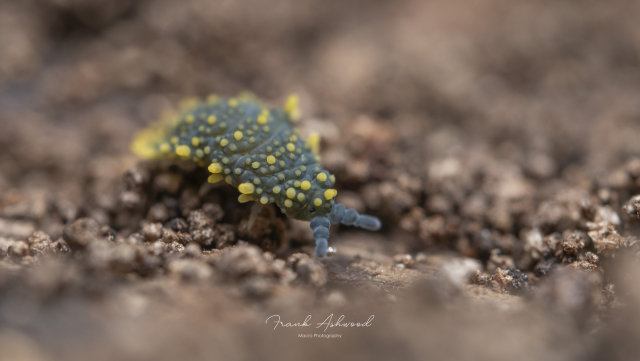 A photograph of a baby giant springtail - a soft blue invertebrate covered in tiny yellow spines.