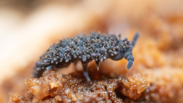 A photograph of a baby giant springtail - a soft blue invertebrate covered in multicoloured tiny spines of yellow, white and purple/pink.