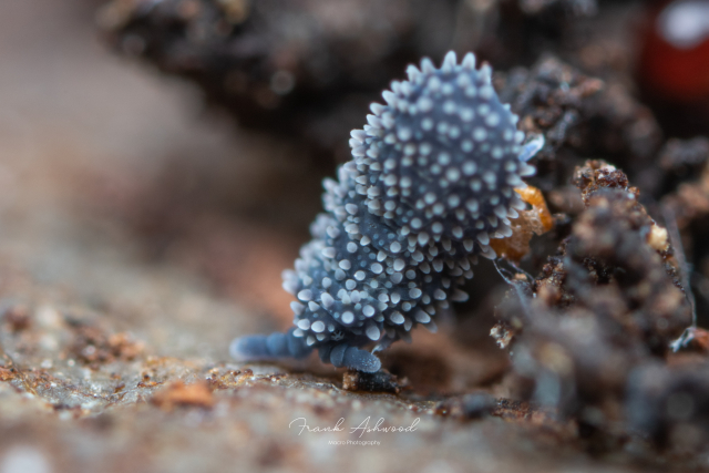 A photograph of a baby giant springtail - a soft blue invertebrate covered in tiny white spines.