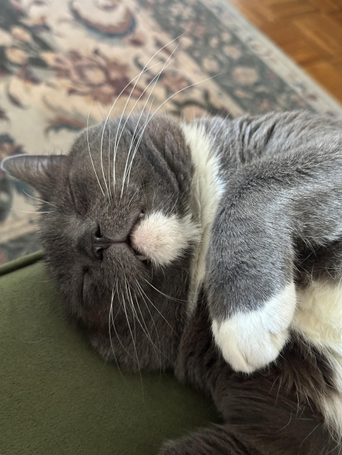 my grey Russian blue cat Theo, asleep on the edge of the couch, with his right ear folded, and his tiny teeth fangs showing. 