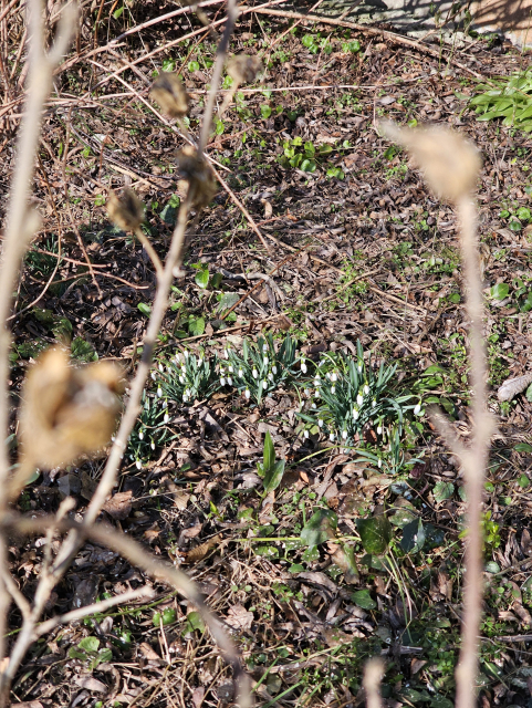 snežienky v záhrade 