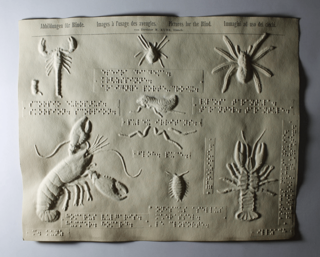 The photo of a large piece of thick stiff cardboard, with embossed images of a lobster, a tarantula, and a few other insects. Each one has a few lines braille embossed beneath it, seemingly describing what the insect or animal is. It looks old.