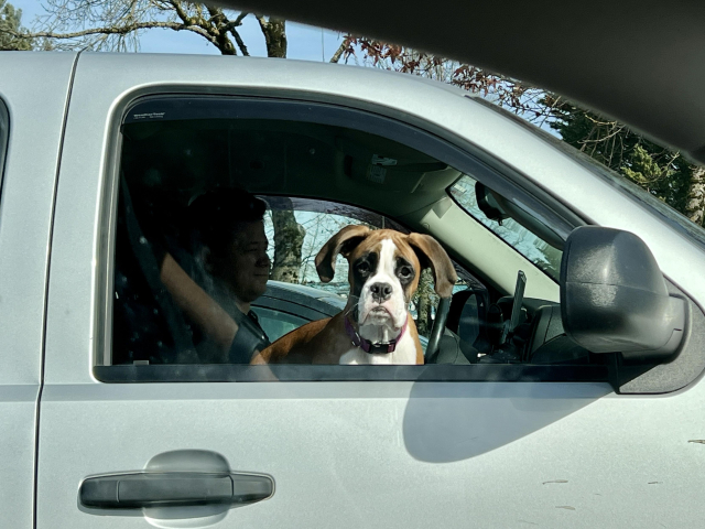 A young boxer doggo is sitting in the passenger side of a truck, looking curiously into the car next to it, where its picture if being taken. 