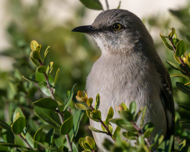 Northern mockingbird close-up