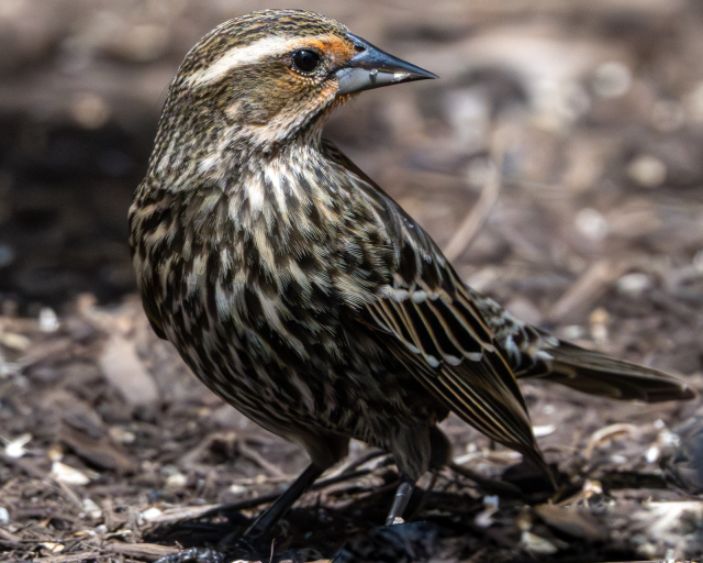 Female red-winged blackbird