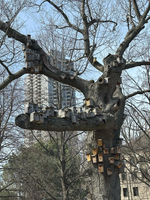 Surprising number of little nest boxes strewn organically over an entire tree