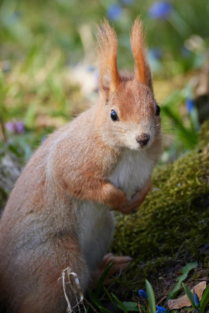 ein Eichhörnchen sitzt aufrecht auf dem Boden und schaut Richtung Betrachter, die Pinselohren senkrecht aufgestellt, die Pfoten vor dem Bauch verschränkt