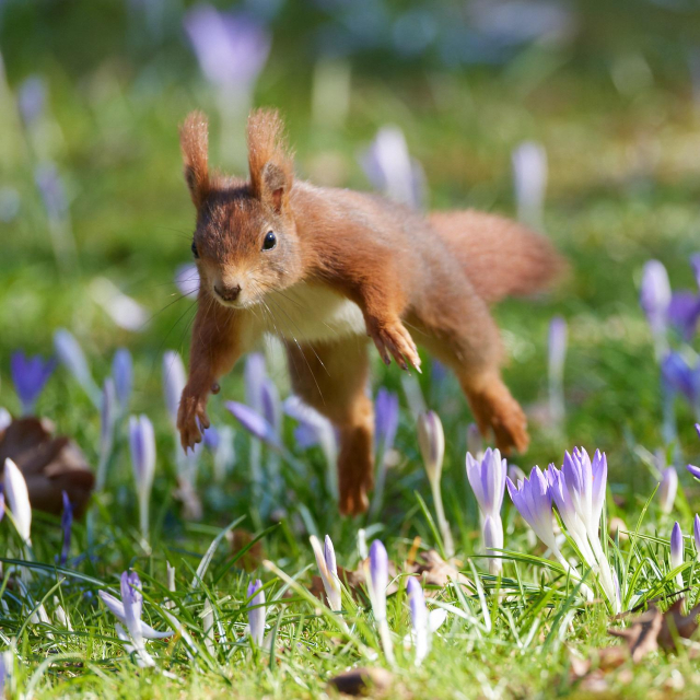 ein Eichhörnchen im Sprung von schräg vorne auf einer Wiese mit Lila Krokussen