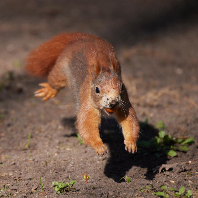 ein Eichhörnchen im Sprung von vorne mit einer Eichel in der Schnauze