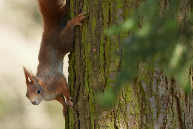 ein Eichhörnchen seitlich über Kopf an einem Baumstamm, zum Betrachter schauend