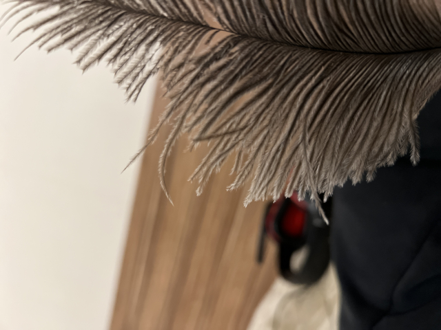 Close-up of a feather with fine, delicate strands. The focus is primarily on the feather, highlighting its texture and intricate details.

The feather has a soft, fluffy appearance with numerous fine strands branching out from a central shaft. The strands are closely packed, giving it a dense look. The color is a mix of light and dark shades of brown, creating a subtle gradient effect. The feather's texture appears smooth and delicate, with the strands slightly curving at the tips. The overall shape is elongated and slightly curved.