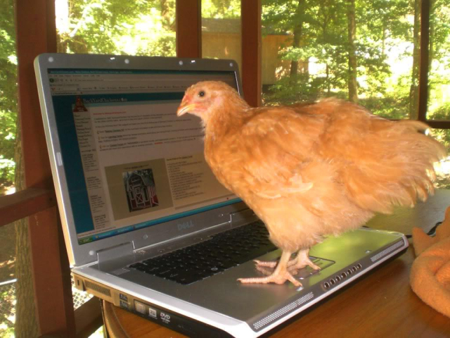 A chicken standing on a laptop keyboard 