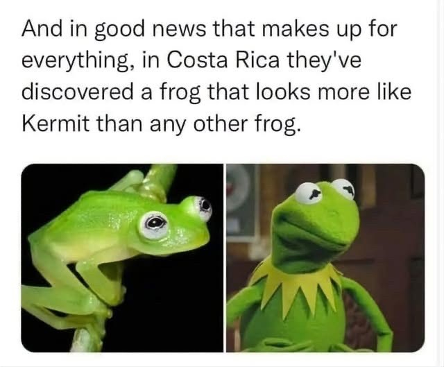 And in good news that makes up for everything, in Costa Rica they've discovered a frog that looks more like Kermit than any other frog.
Pictures: (left) a bright green frog on a branch, with a flat face and goofy eyes
(right) a bright green frog muppet the exact same colour with equally goofy eyes, only with a somewhat yellower green serrated collar