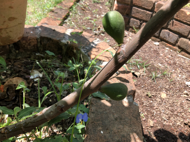Dos higos verdes y pequeños, creciendo pegados al tronco de una higuera flacucha pero vigorosa.