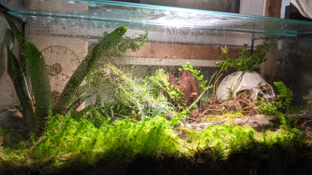My terrarium. Haven't posted it in a while but it's going fine, with the sphagnum still green. It features a number of tropical Abya Yala plants and a decorative skull with plants on it. Towering prominently on the left, the wine-speckled crown of a Neoregelia rubrifolia.