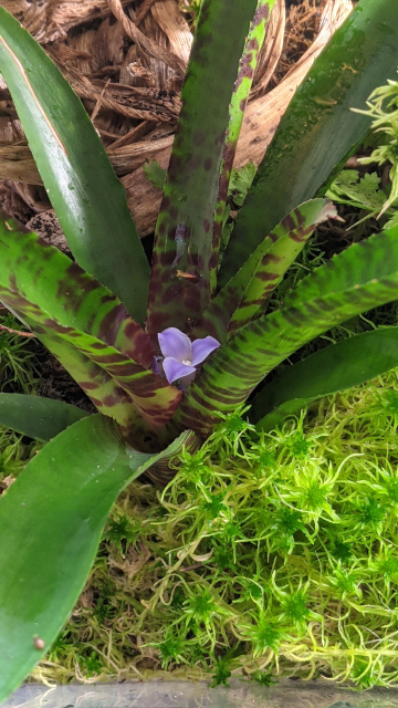 Get atop of the N. rubrifolia to water and... owo what's this?? A beautiful sex organ has perked up fully erect!! (dokidoki!!) Hidden inside the palisade of the tall dark leaves, a silky-smooth blossom of a particularly attractive lilac purple, three curvy tepals shading in light to intense hues with the shiny texture of satin lingerie. Inside it, three anthers packed close.