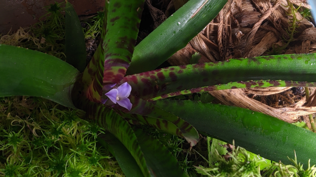 Another shot from above. Without direct illumination the rosette shadows the plant's sex organ, which only makes the beautiful colour shine even more by highlighted contrast.