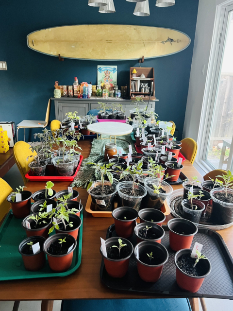 my dining table, covered in about 100 seedlings of tomatoes, peppers, cucumbers, and eggplants. 