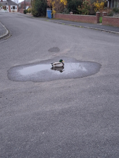 Mallard 🦆 duck chillin’ solo in a small puddle in the middle of a road in a residential street.