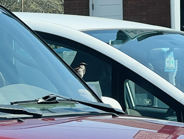 Photo looking over a car hood in a parking lot, and peeking out from the side mirror, looking over at me, is a small brown bird. He's half hidden behind the windshield and leaning over to check me out.