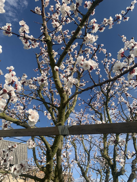 A close-up view of a flowering tree with white blossoms against a clear blue sky. Some branches are visible, along with a wooden support structure partially in the frame.