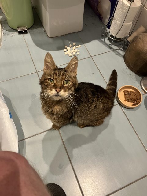 A young, scrawny tabby cat looking at the camera