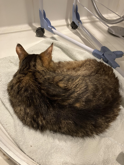 A tabby cat, curled up on a towel in the shower, and seemingly sleeping