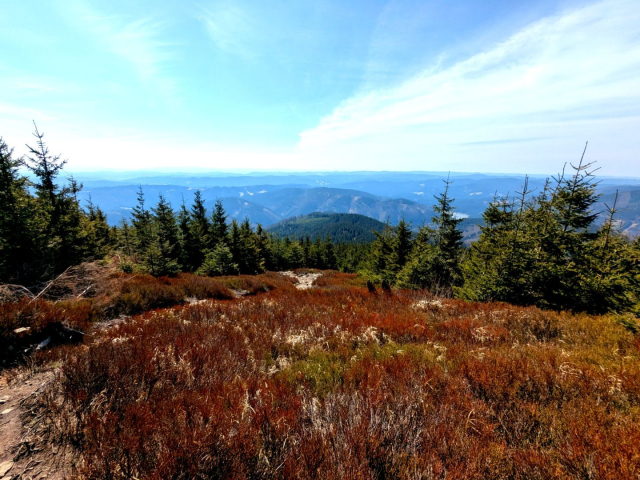 A view from Lysa hora. Moor in front, pines in background.