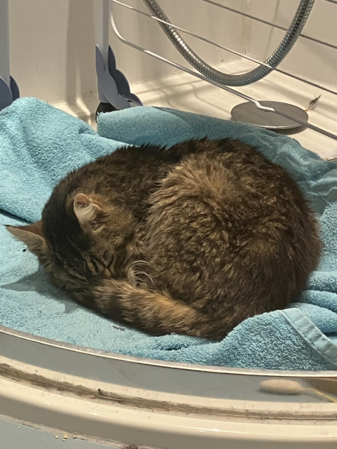 A curled up tabby cat on a towel, sleeping