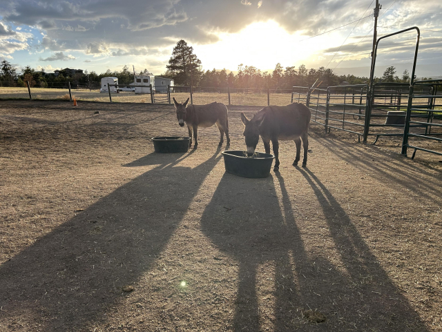 Two donkeys in a barnyard eating from tubs with a setting sun behind them, casting long-ass ass shadows into the forground.